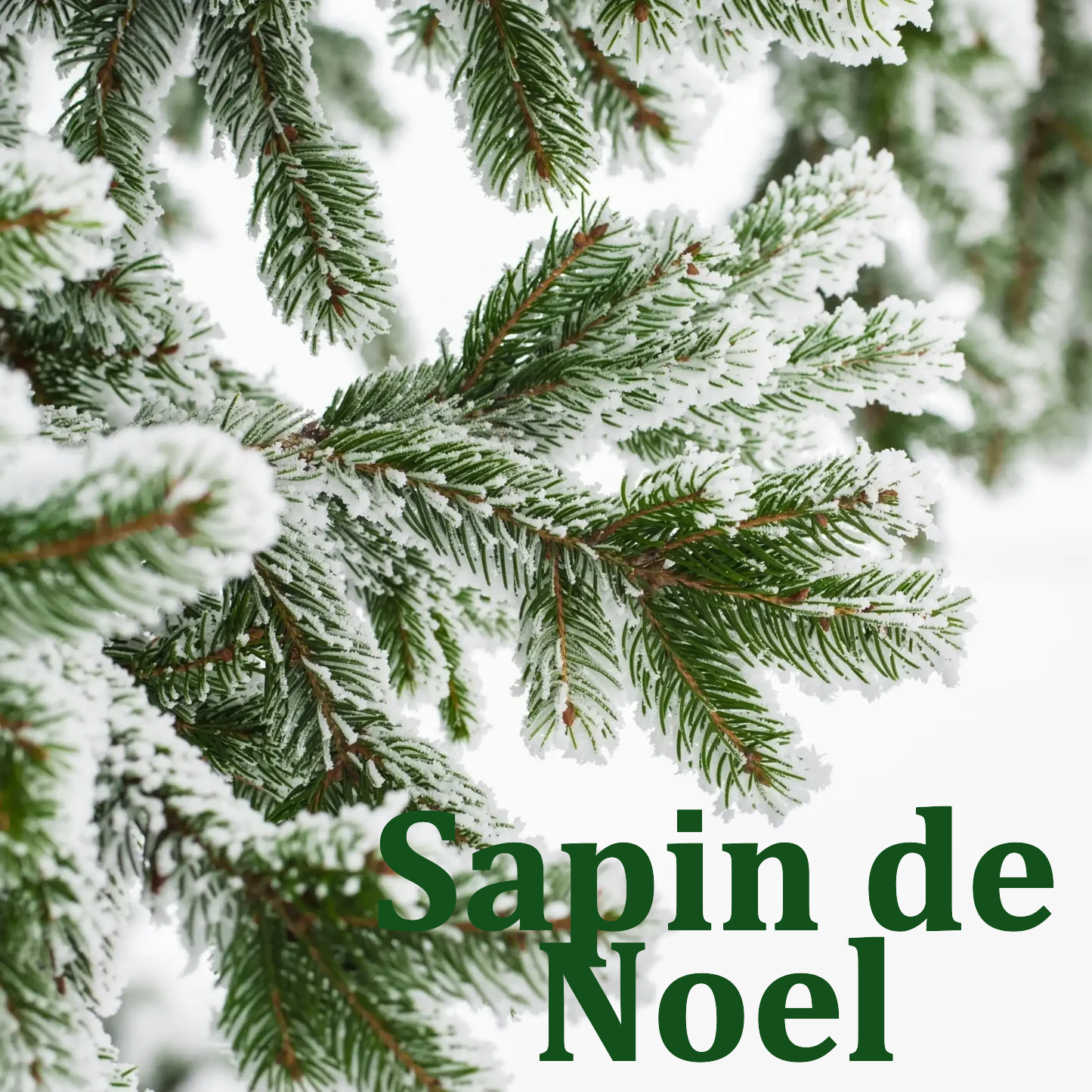 Sapin de Noel